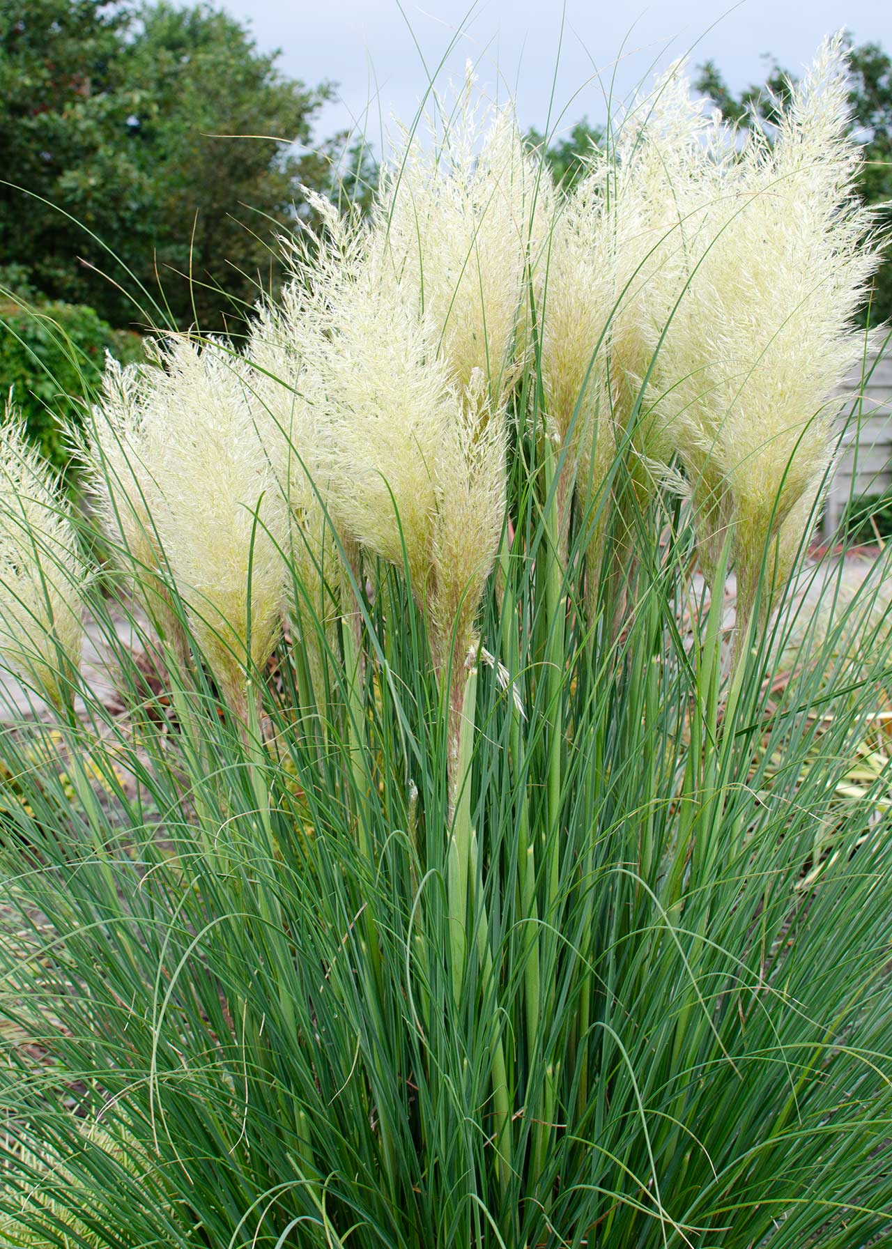 Cortaderia Evita 3ltr