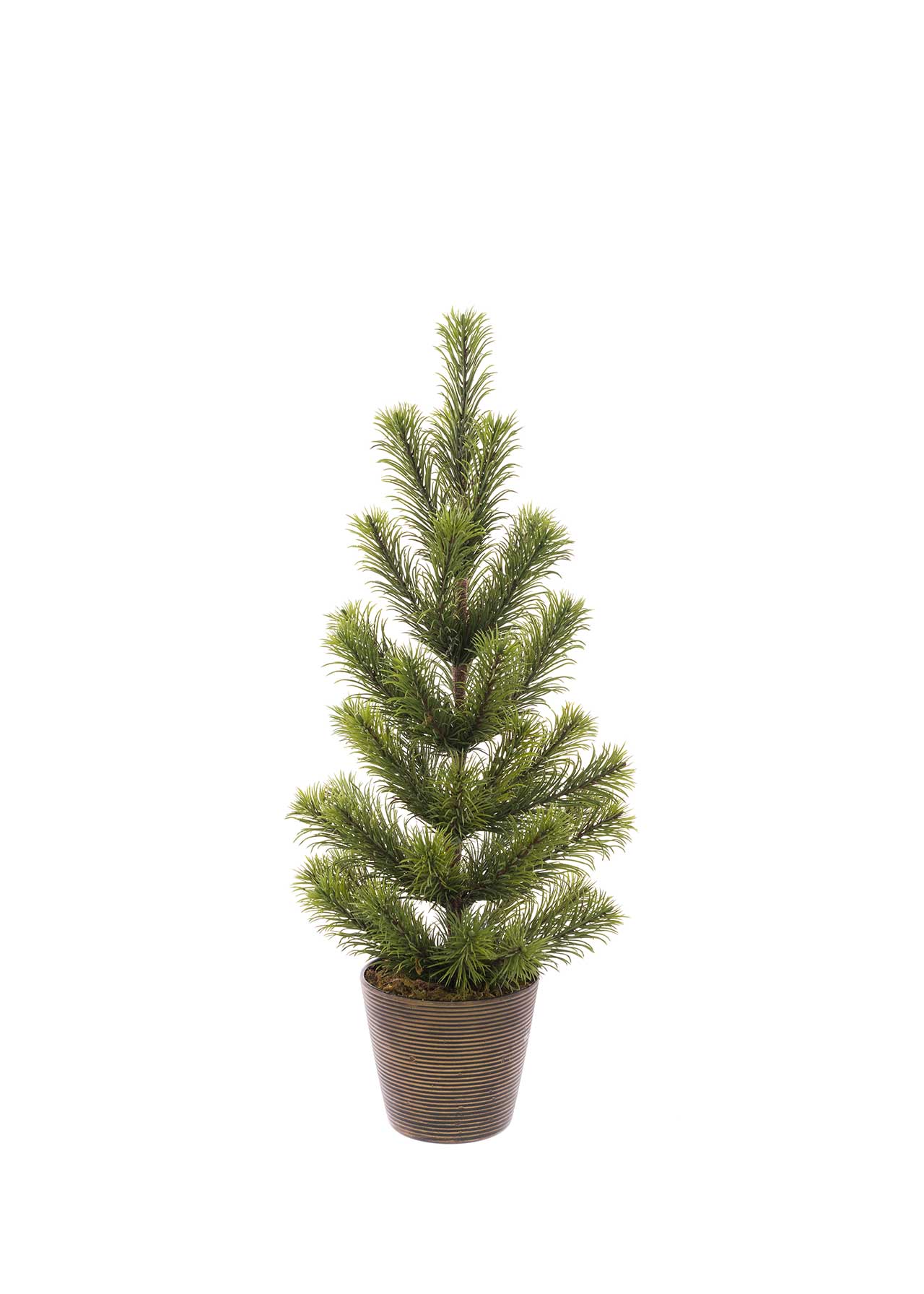 Pine Tree In Pot 61cm Dobbies Garden Centres
