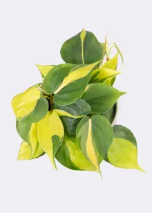Philodendron Scandens Brasil 12cm