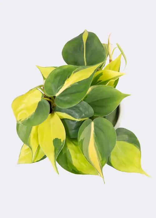 A photo of Philodendron Scandens Brasil 12cm