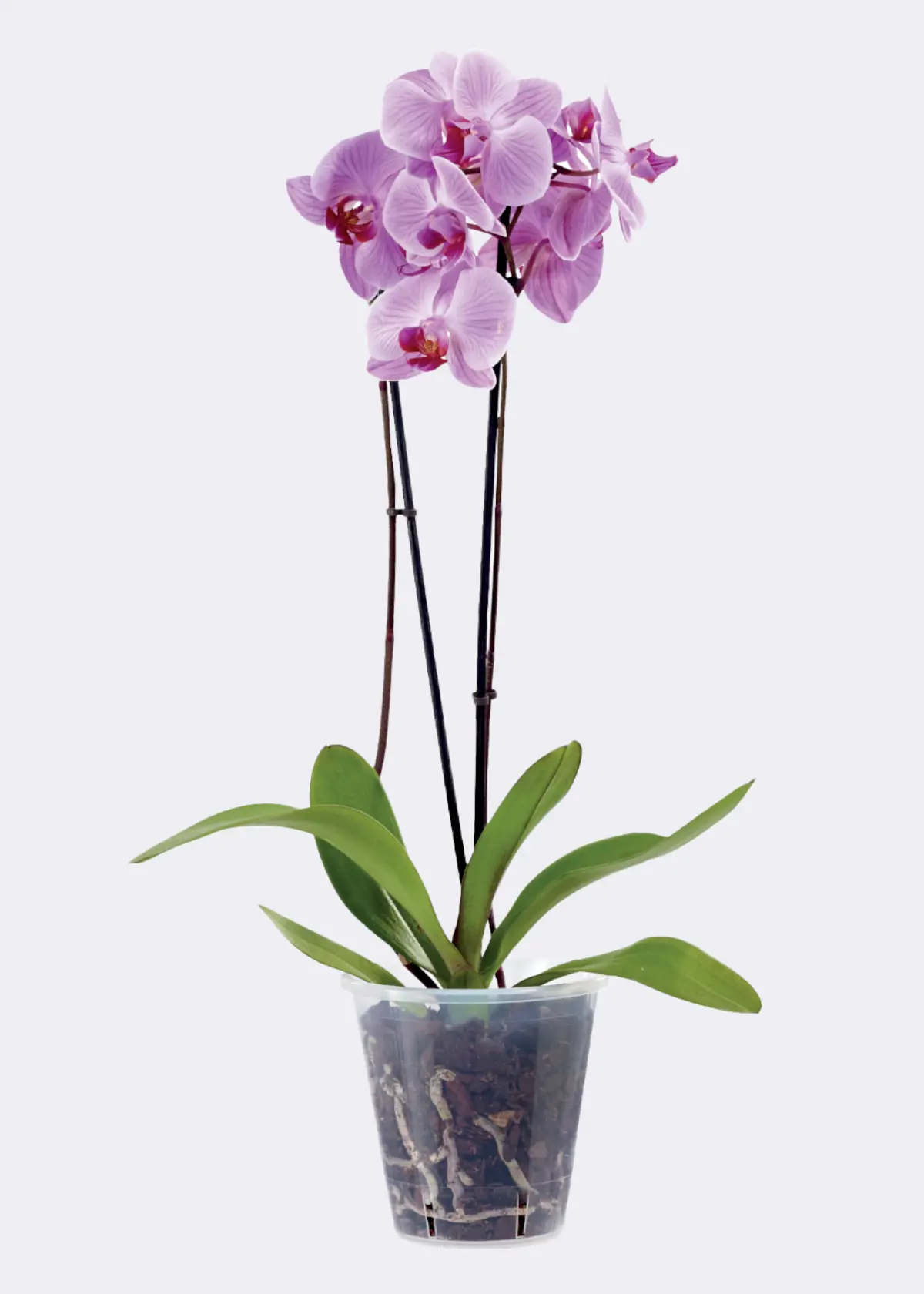 A photo of Clear Orchid Pot 16cm