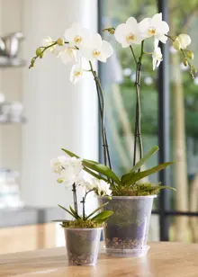Clear Orchid Pot 16cm