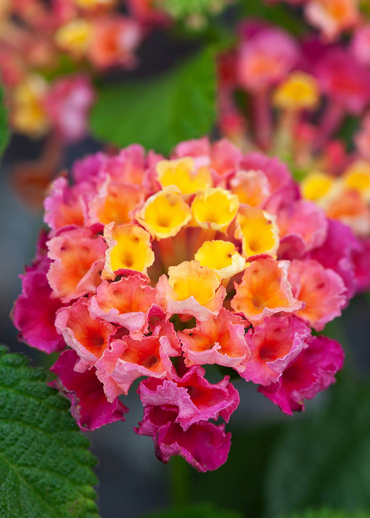 Lantana Patio Standards 19cm