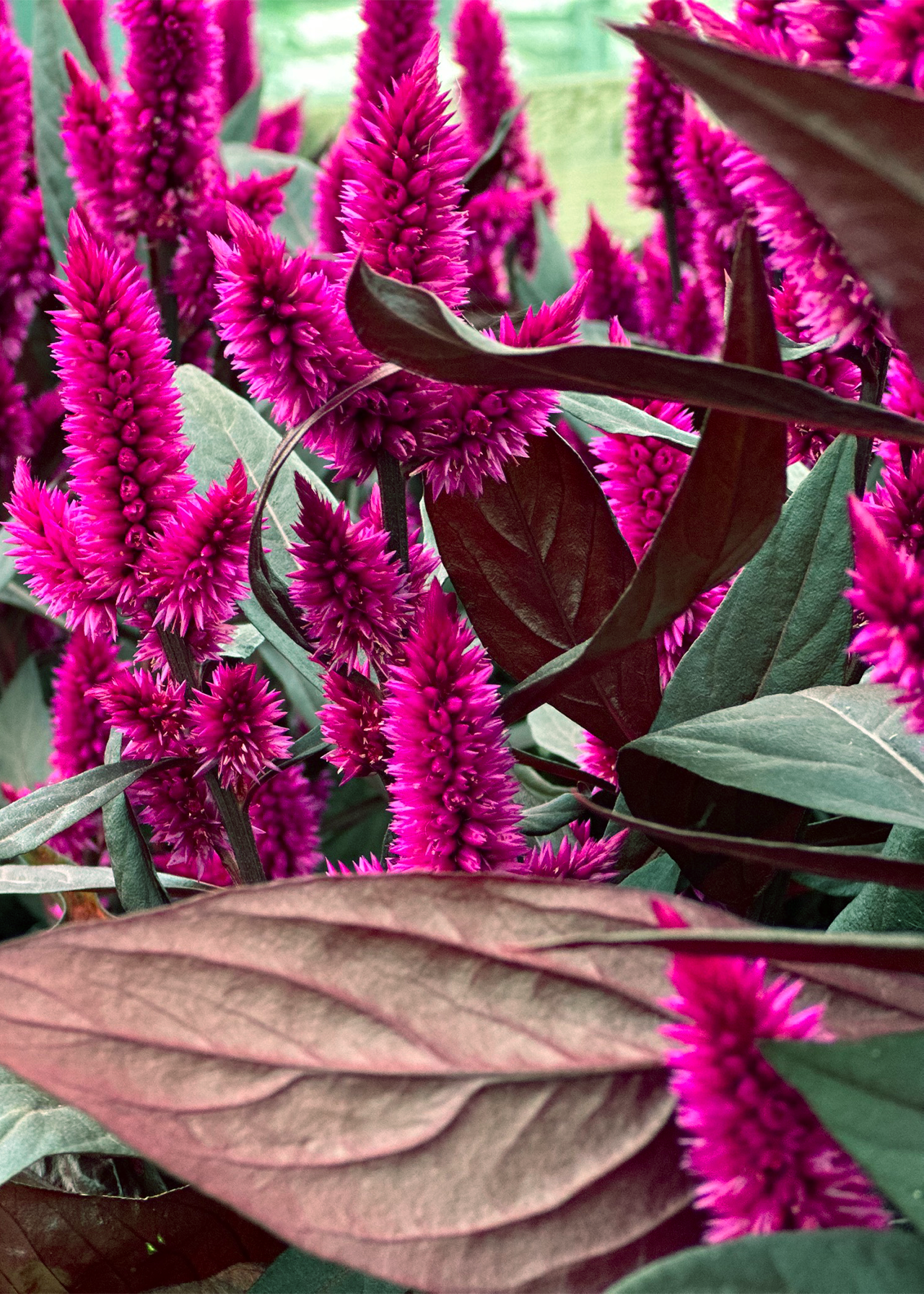 Celosia Dark Shades 12cm