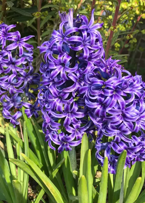 A photo of Hyacinth Blue Jacket Pack of 3