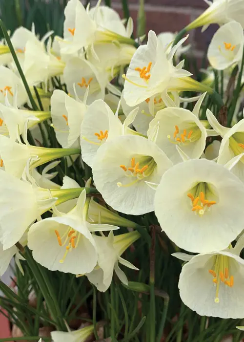A photo of Daffodil (Narcissus) Arctic Bells Pack of 5