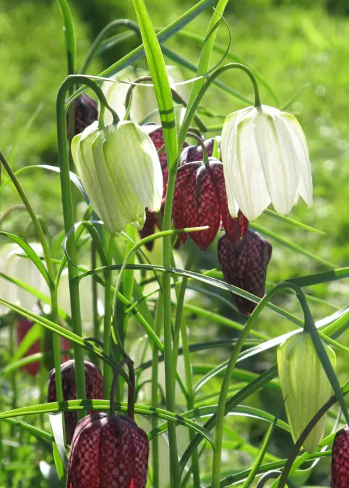 A photo of Fritillaria Meleagris Pack of 18