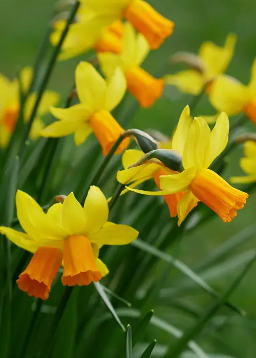 A photo of Daffodil (Narcissus) Jetfire Pack of 15