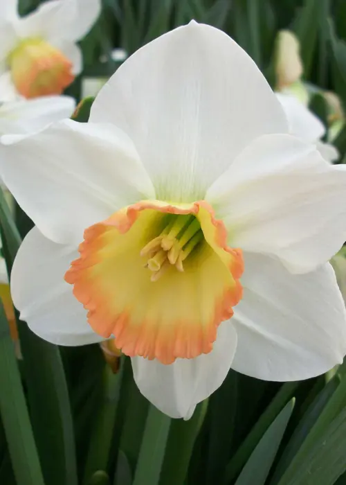A photo of Daffodil (Narcissus) Rainbow Pack of 15