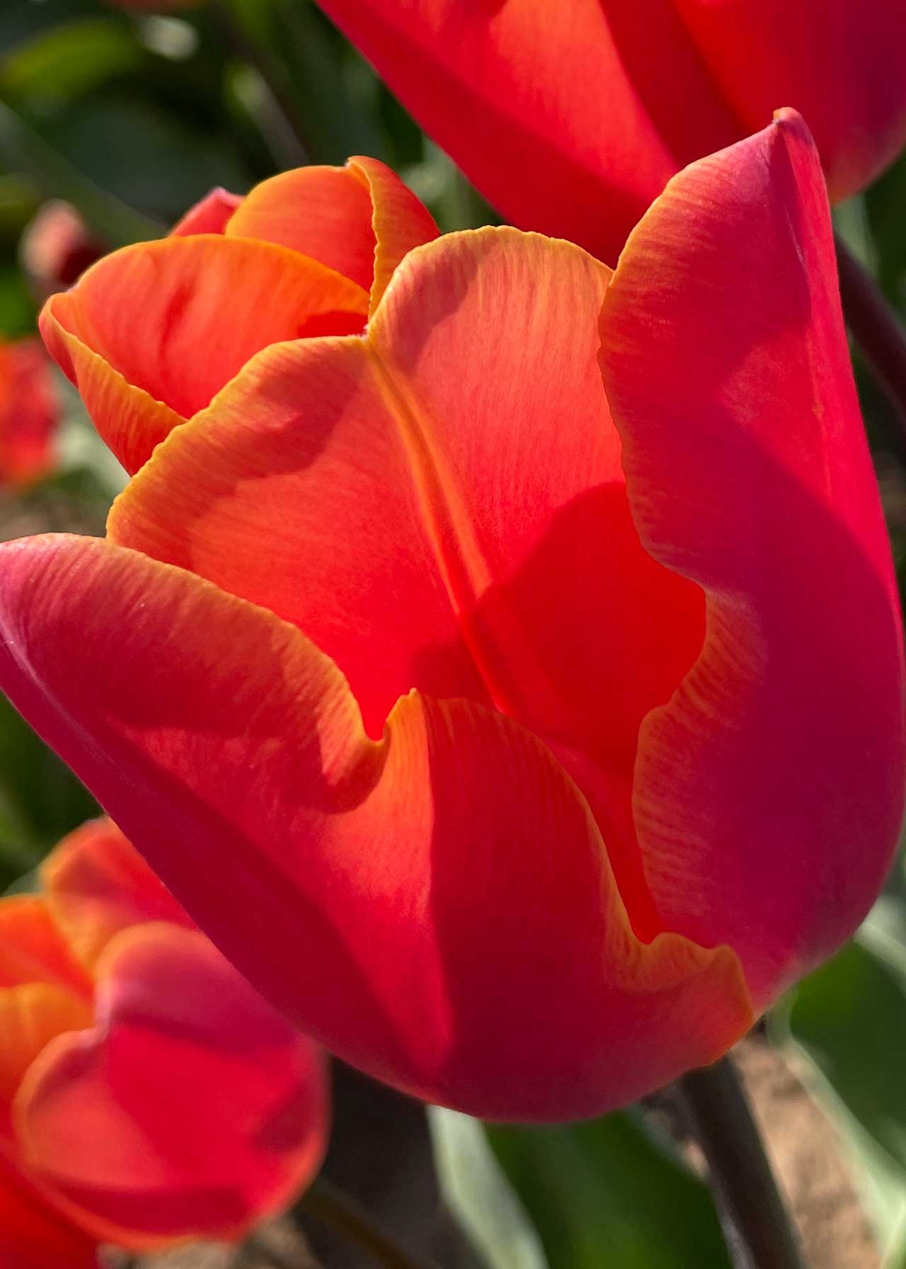 Tulip Jimmy Pack of 12 Dobbies Garden Centres