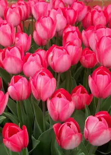 Tulip Van Eijk Pack of 15
