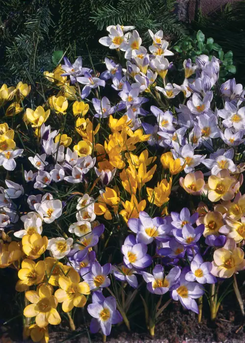 A photo of Crocus Early Flower Mixed Pack of 50