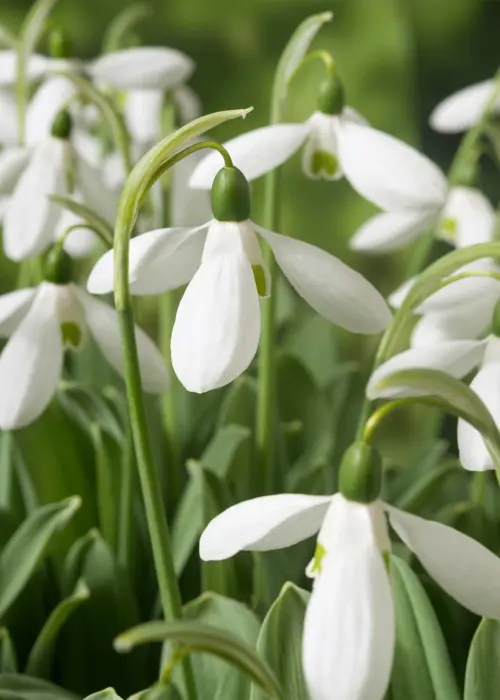 A photo of Snowdrop Galanthus Elwesii Mount Everest Pack of 6