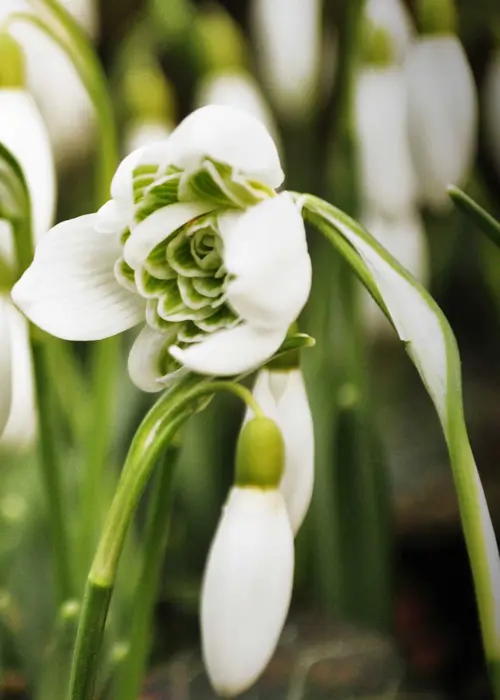 A photo of Double Snowdrops Galanthus Nivalis Flora Pleno Pack of 6
