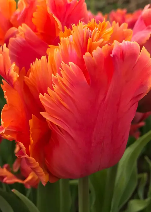 A photo of Tulip Amazing Parrot Pack of 5