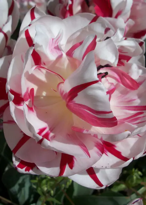 A photo of Tulip Carnival De Nice Pack of 5