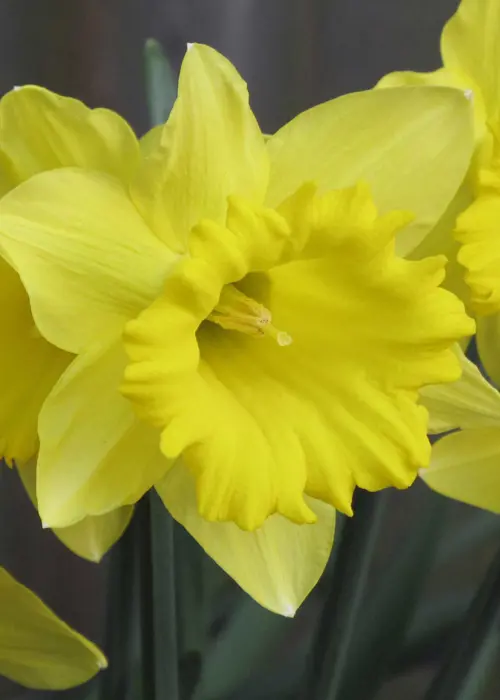 A photo of Daffodil (Narcissus) Tamara Pack of 15