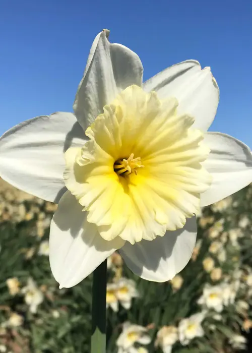 A photo of Daffodil (Narcissus) Ice Follies Pack of 15
