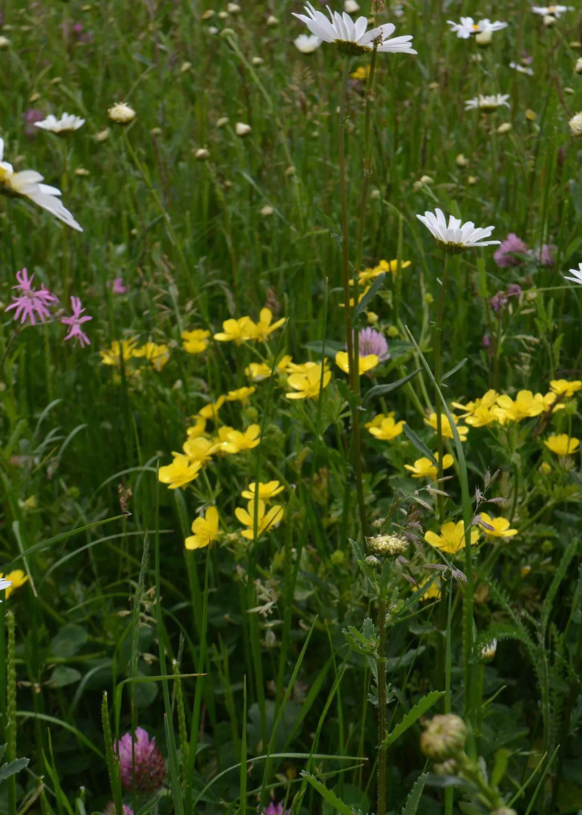 A photo of Traditional Meadowmat 10sqm