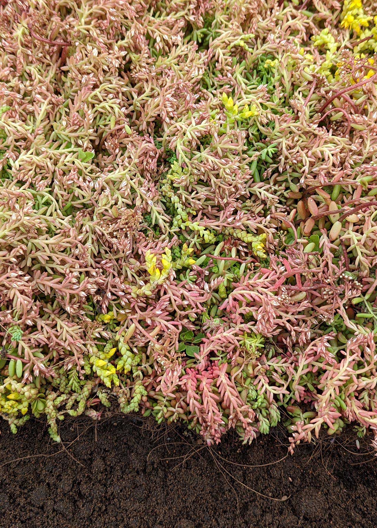 Sedum Groundmat Kit 20sqm