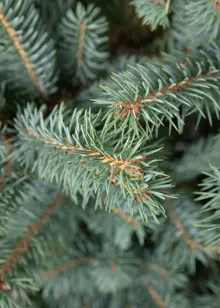 4-5ft Pot Grown Blue Spruce Real Christmas Tree 125-150cm