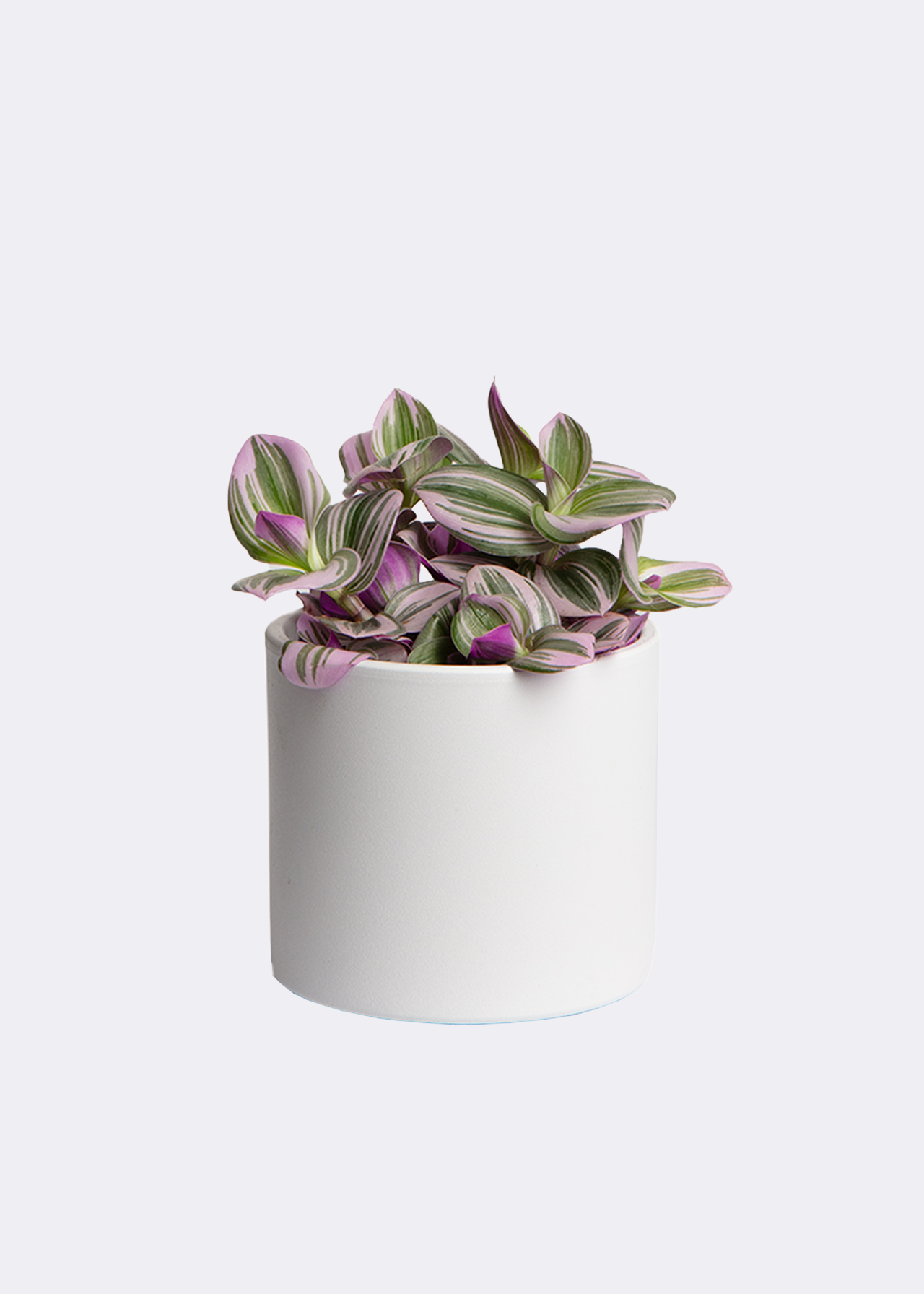 Tradescantia Violet Hill 12cm