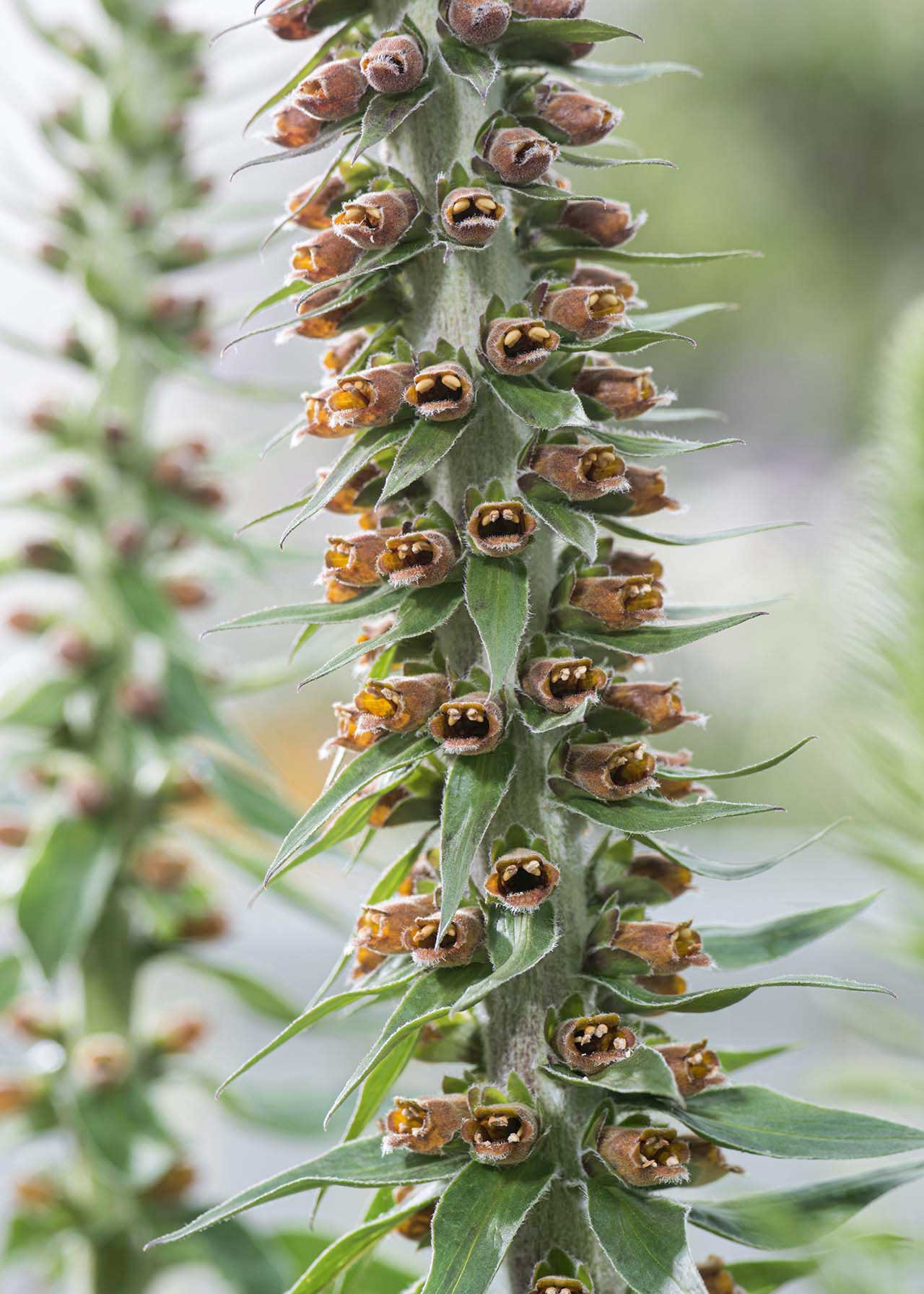 Digitalis Milk Chocolate 1ltr