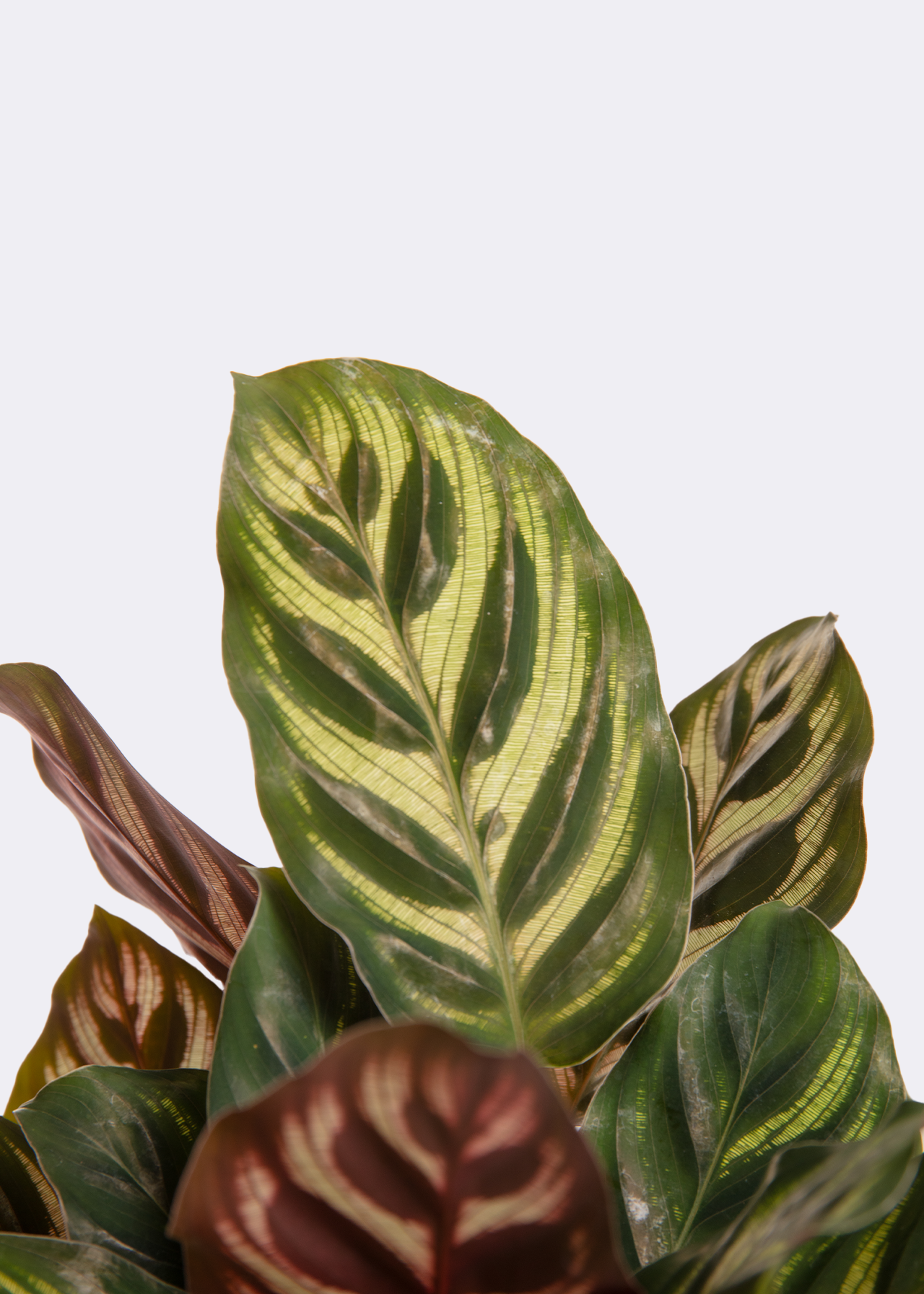 Calathea Makoyana 12cm