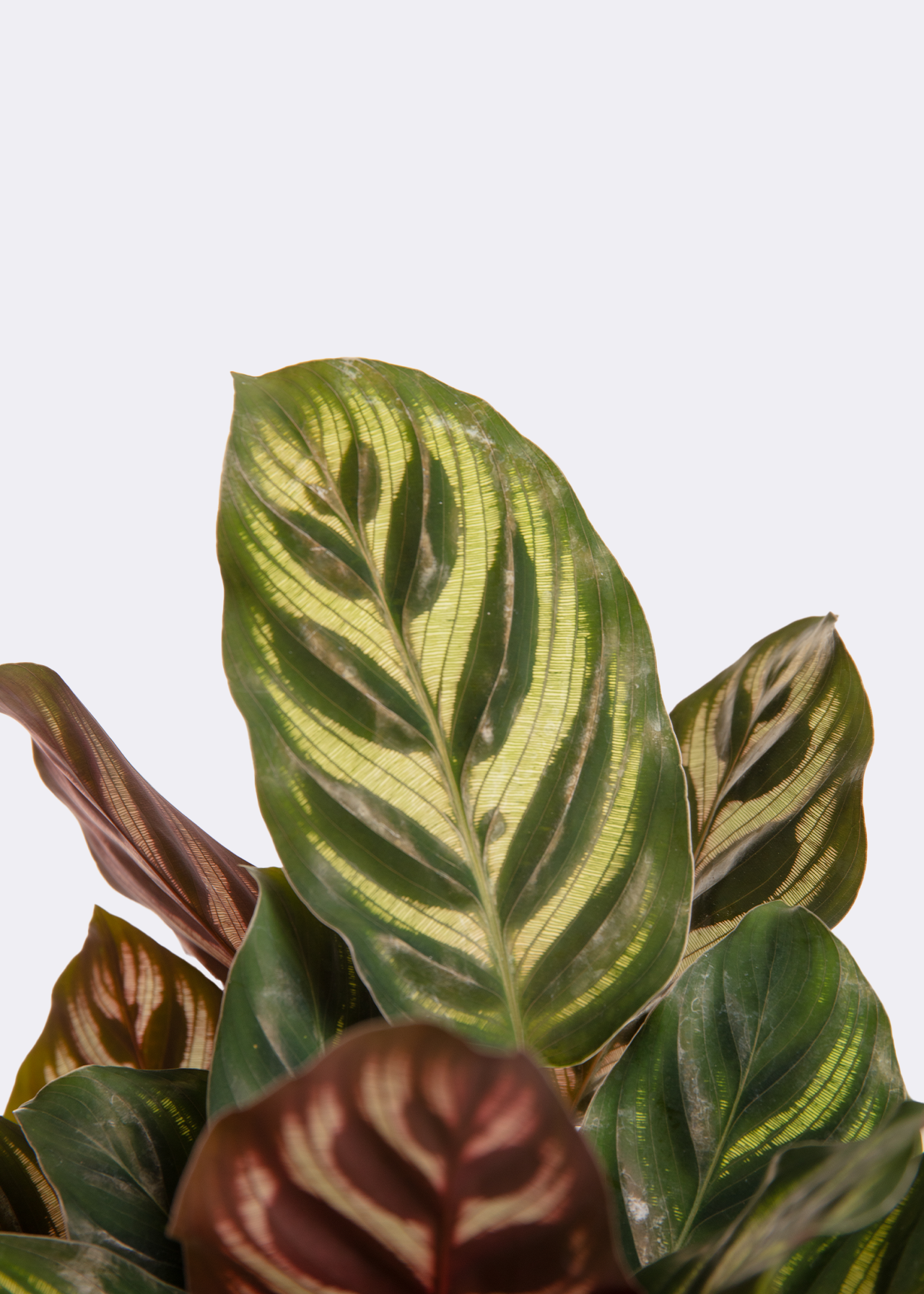 Calathea Makoyana 12cm | Dobbies Garden Centres