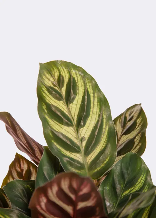 Calathea Makoyana 12cm