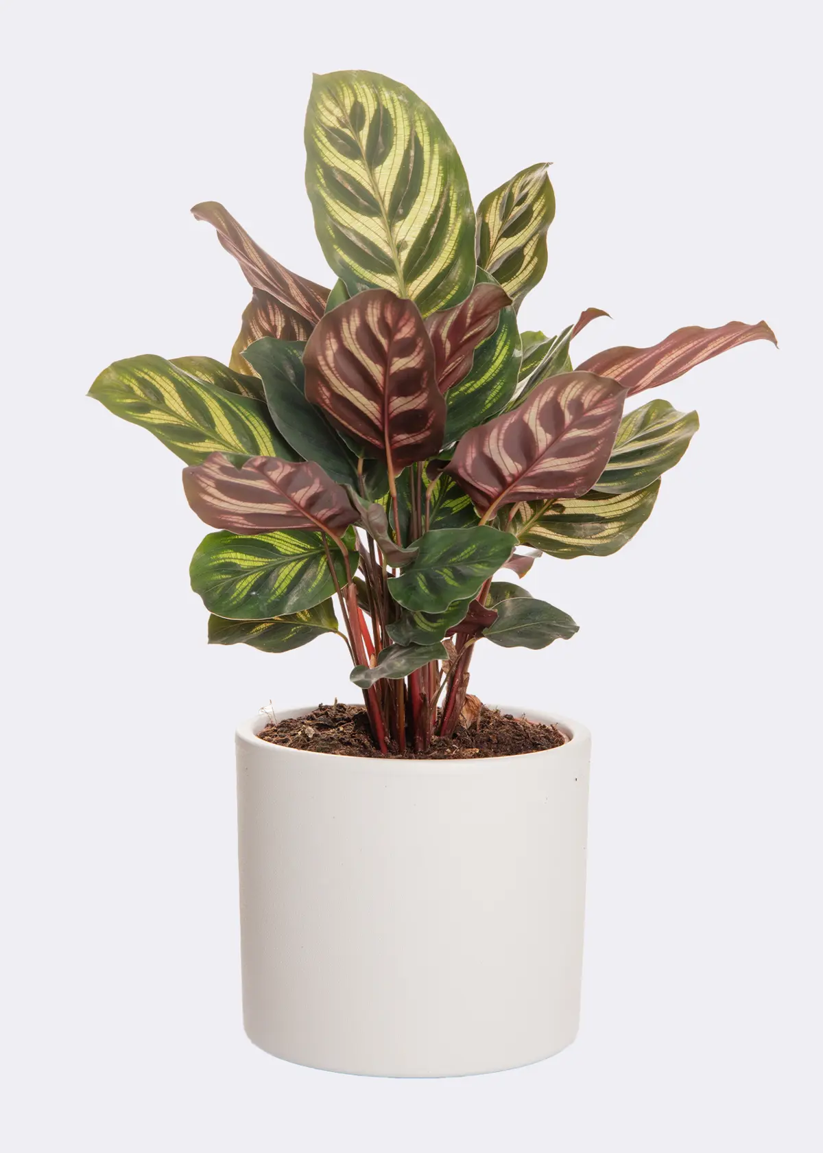 A photo of Calathea Makoyana 12cm
