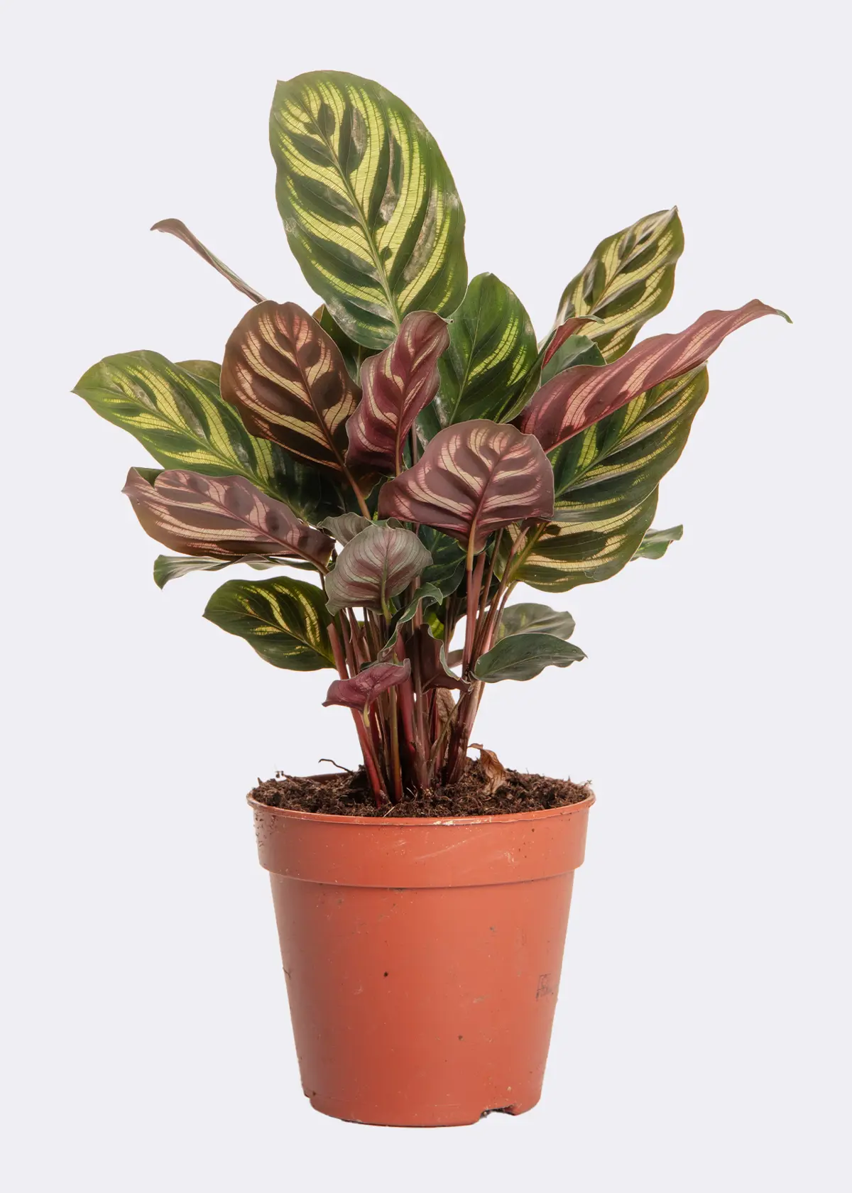 A photo of Calathea Makoyana 12cm