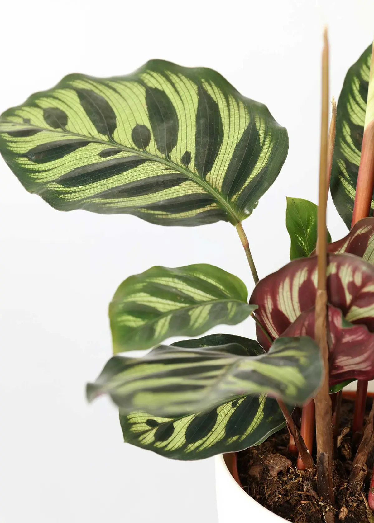 A photo of Calathea Makoyana 12cm
