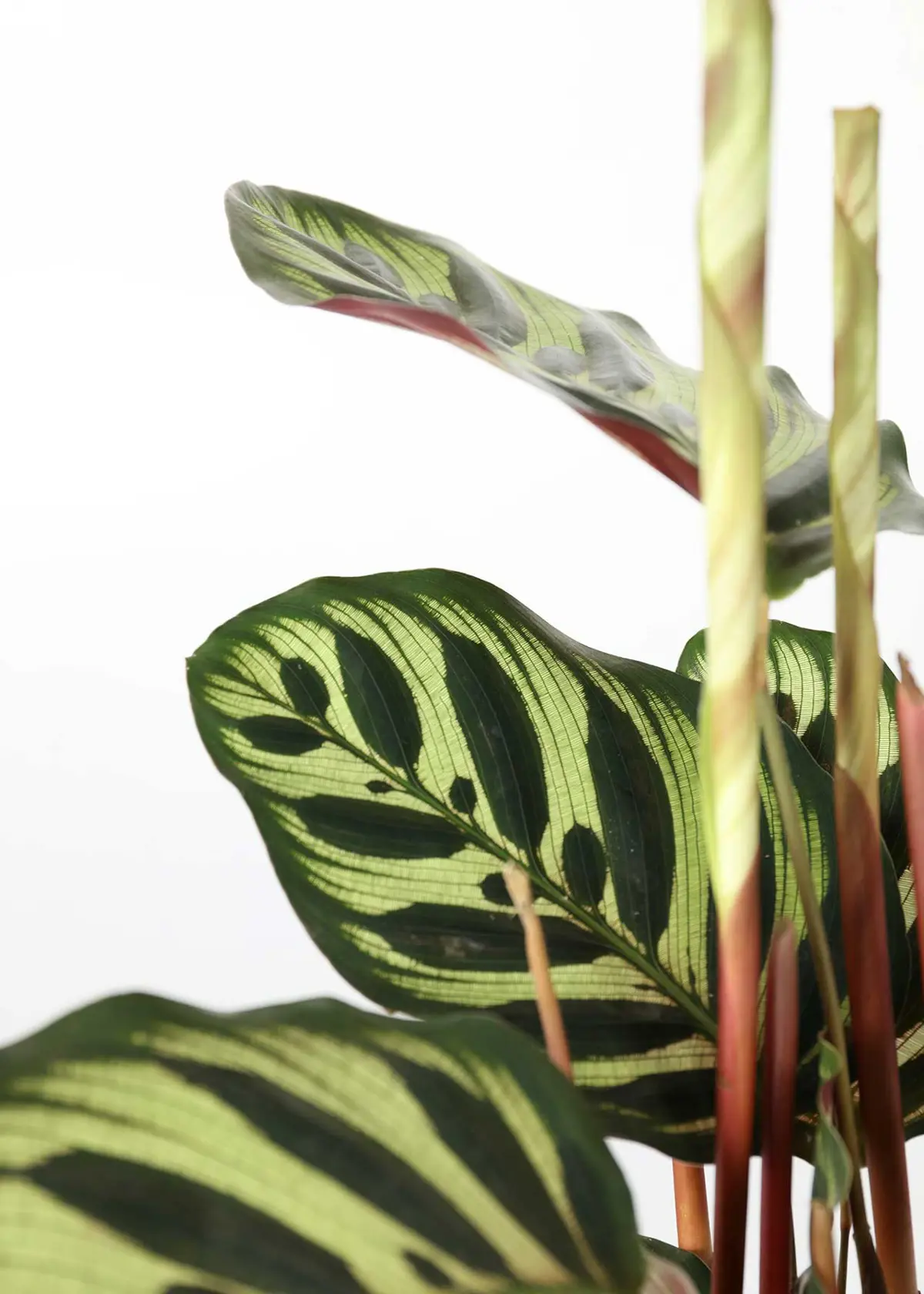 A photo of Calathea Makoyana 12cm