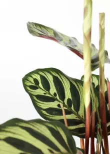 Calathea Makoyana 12cm