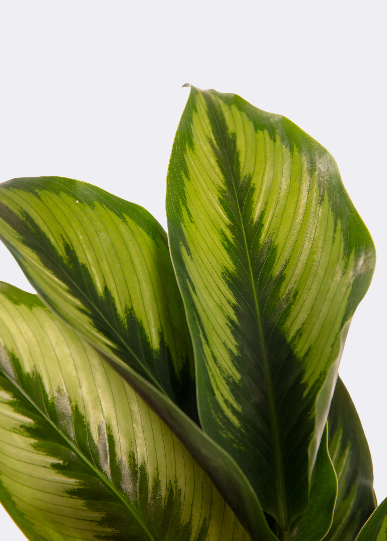 Calathea Beauty Star 12cm