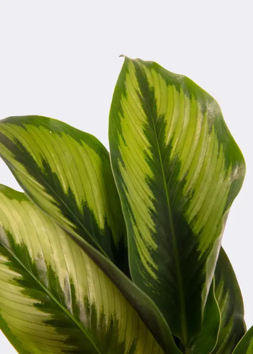 Calathea Beauty Star 12cm