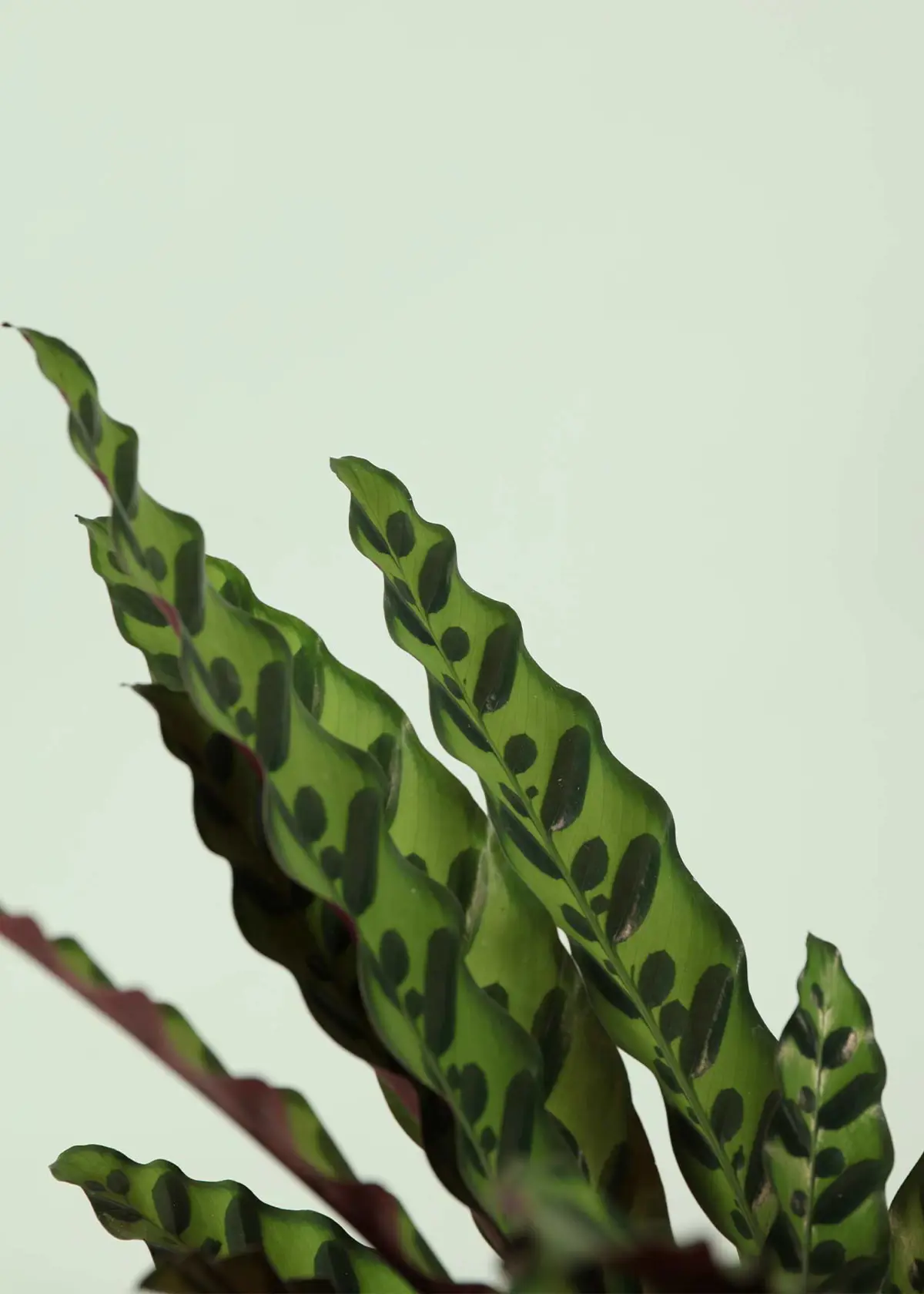 A photo of Calathea Insignis 12cm