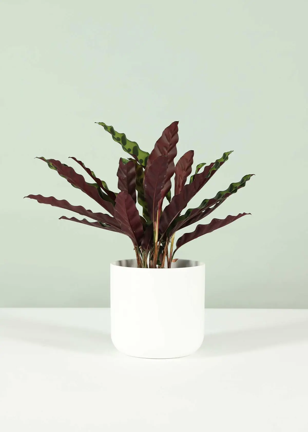 A photo of Calathea Insignis 12cm