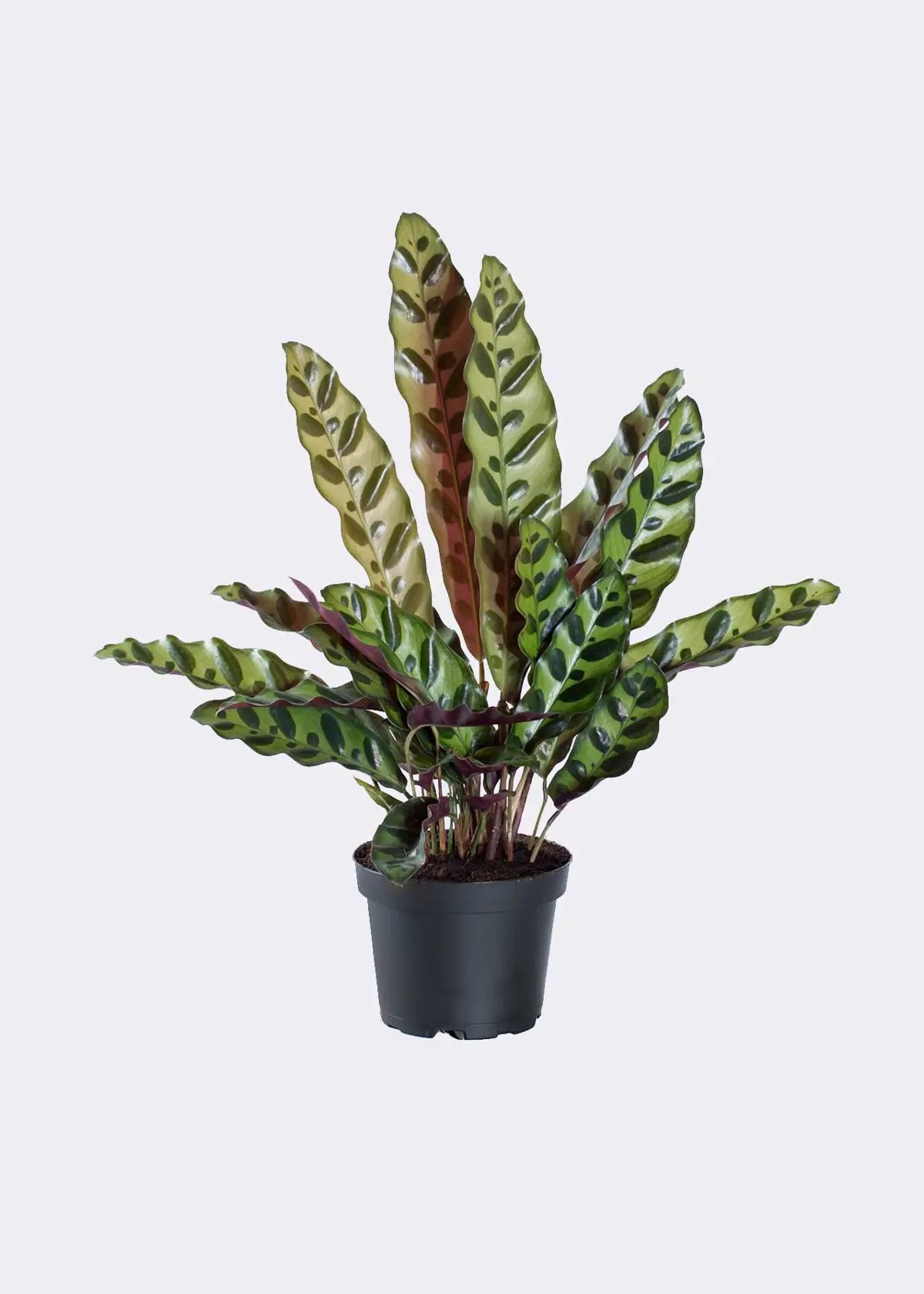 A photo of Calathea Insignis 12cm