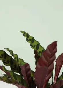Calathea Insignis 12cm