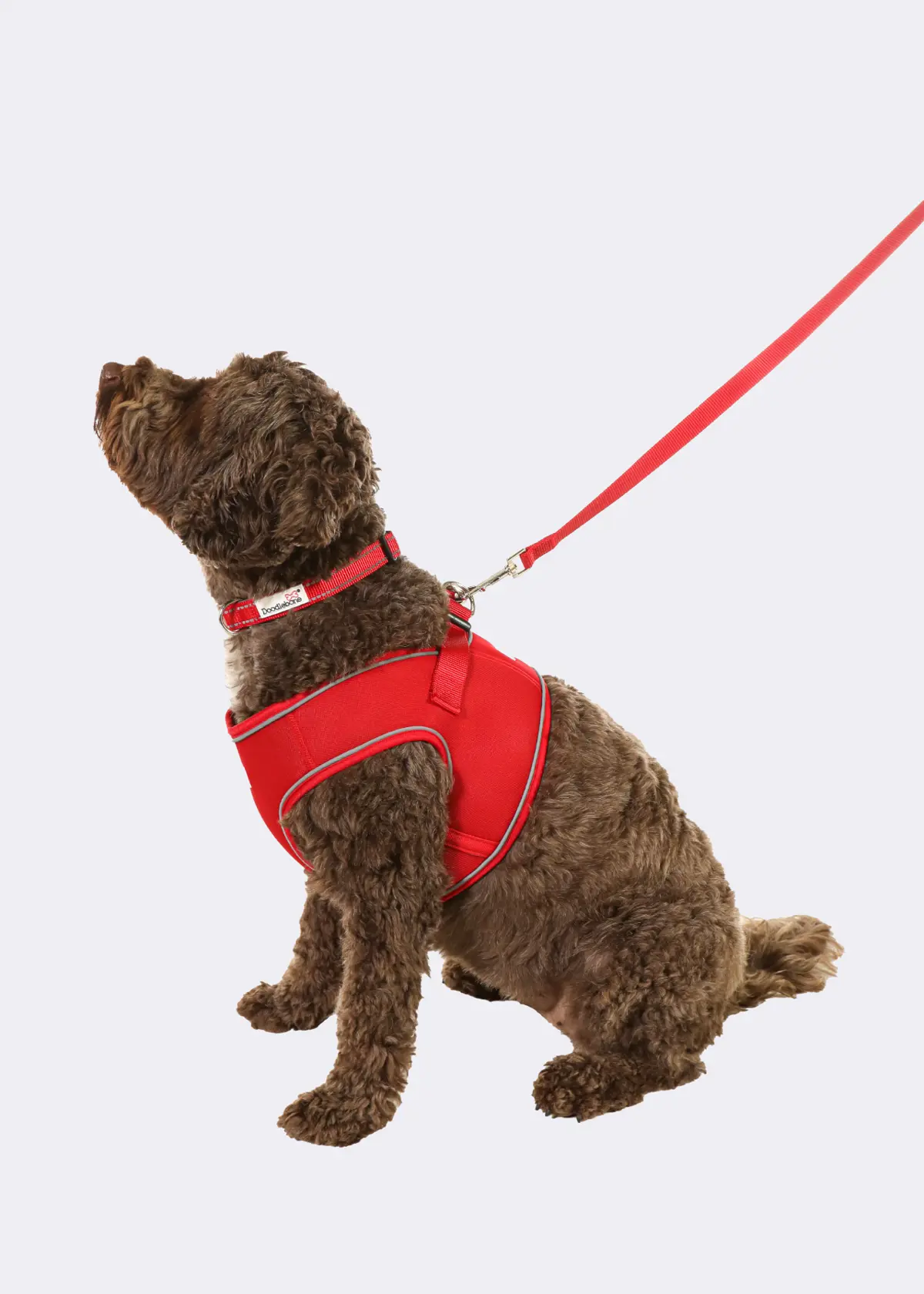 A photo of Doodlebone Originals Snappy Harness Ruby 4