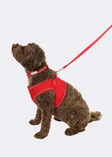 Doodlebone Originals Snappy Harness Ruby 4