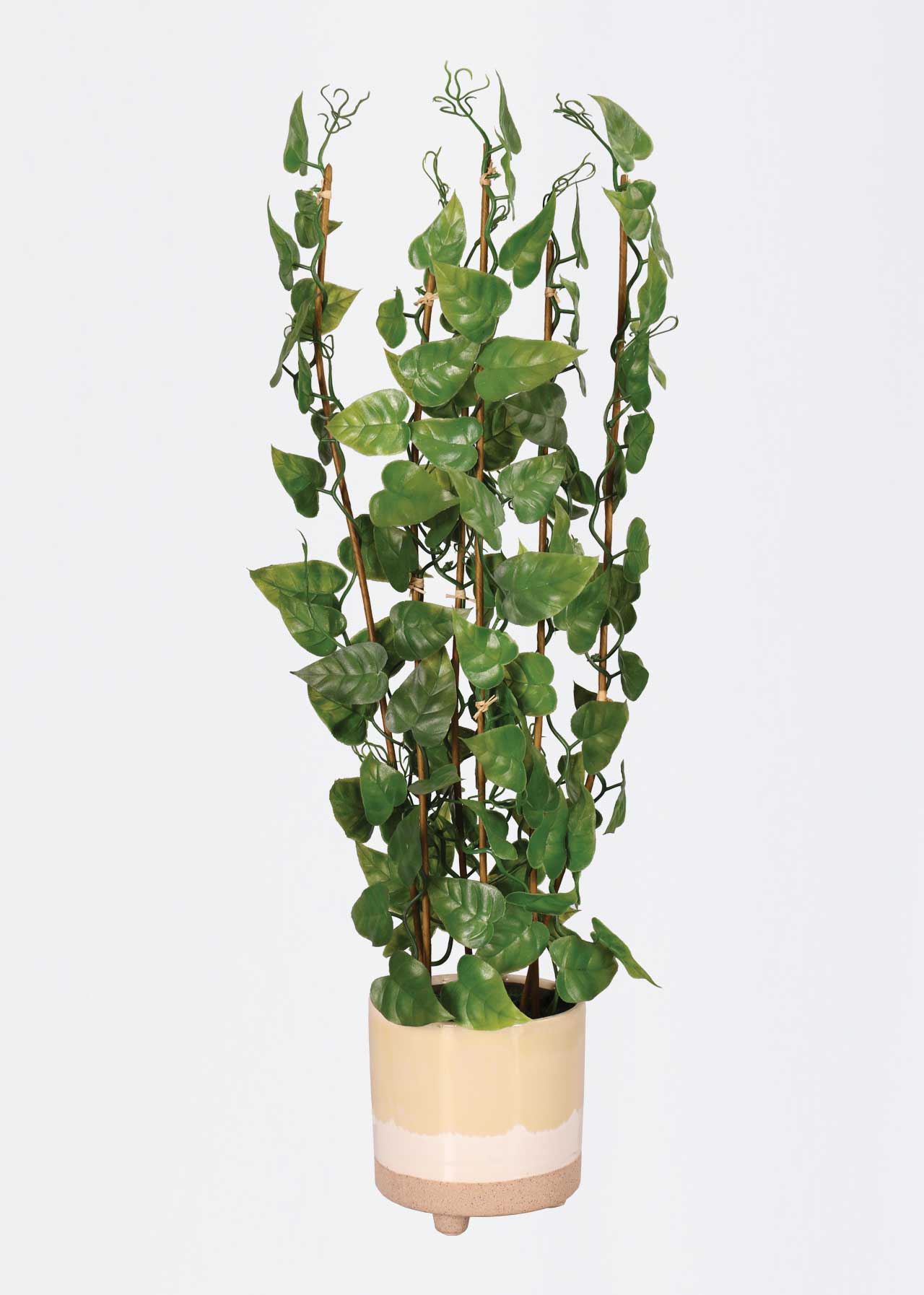 Philodendron in Ceramic Pot Dobbies Garden Centres