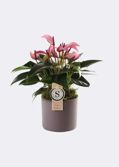 Anthurium Zizou in Pot 12cm