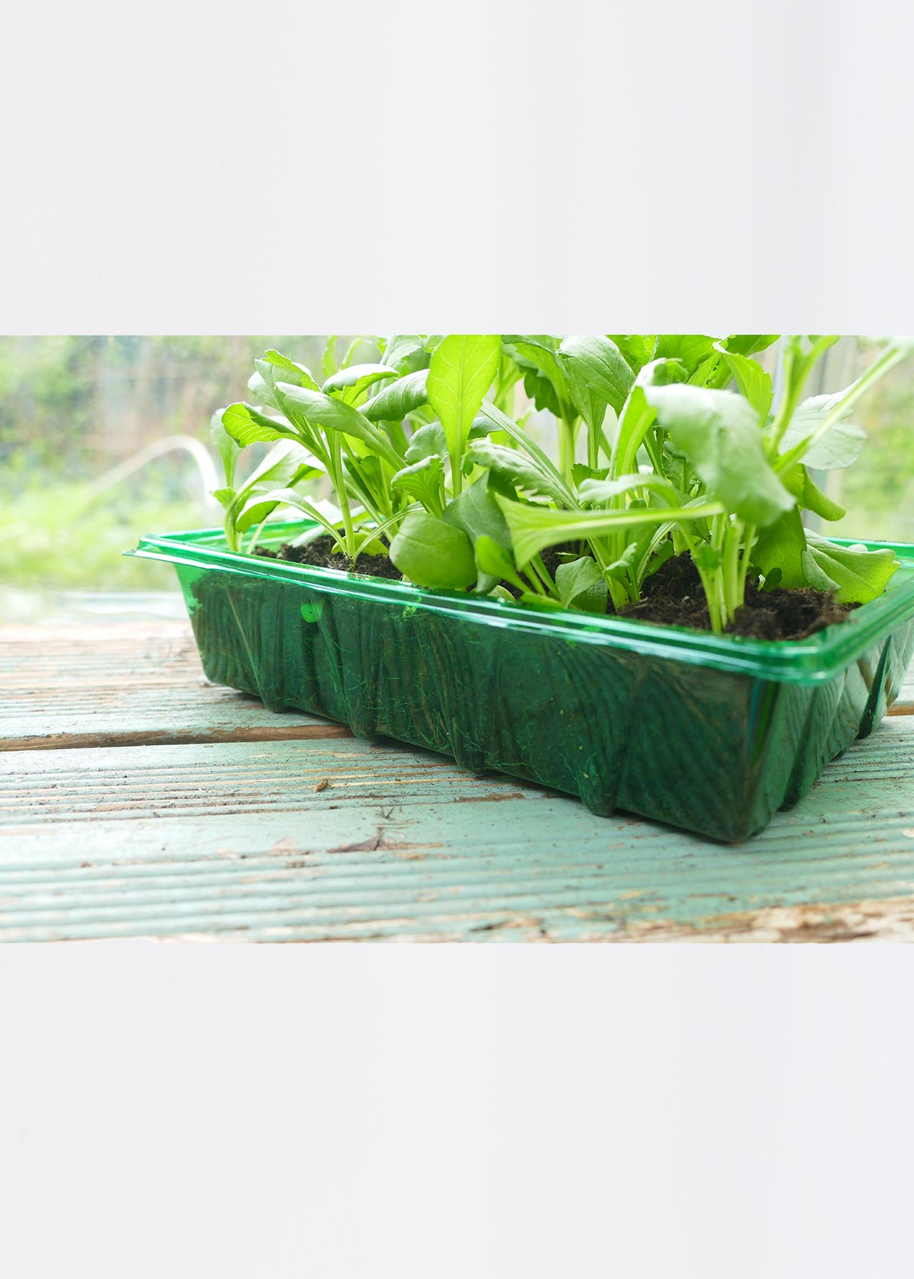 Gro-Sure Visiroot Seed Tray 4pk