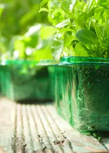 Gro-Sure Visiroot Seed Tray 4pk