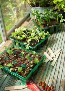 Gro-Sure Visiroot Seed Tray 4pk