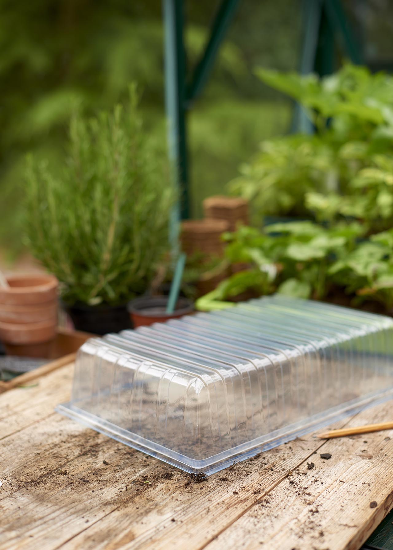 Standard Seed Tray Lid