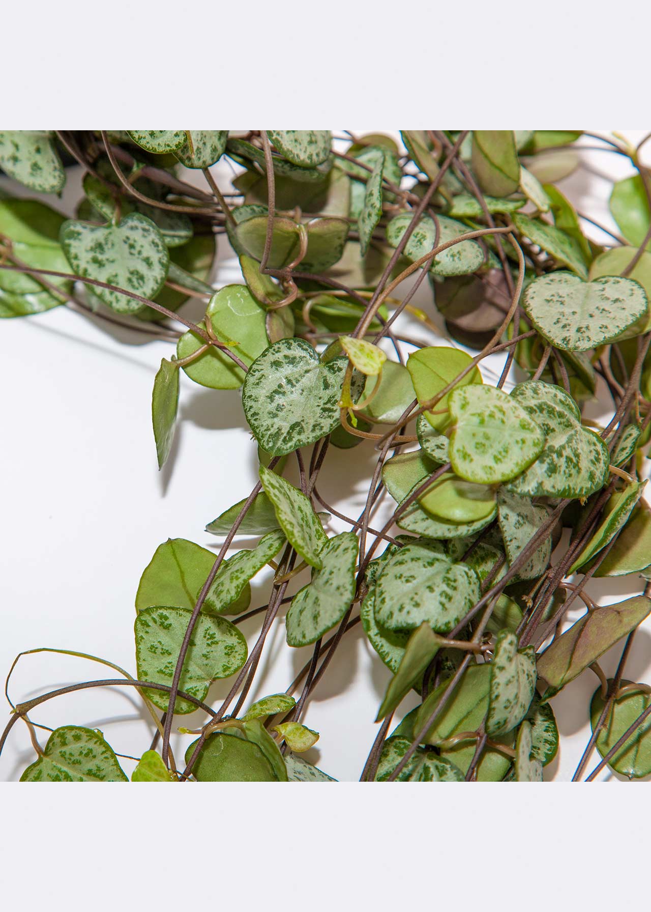Ceropegia Woodii in Hanging Pot 12cm